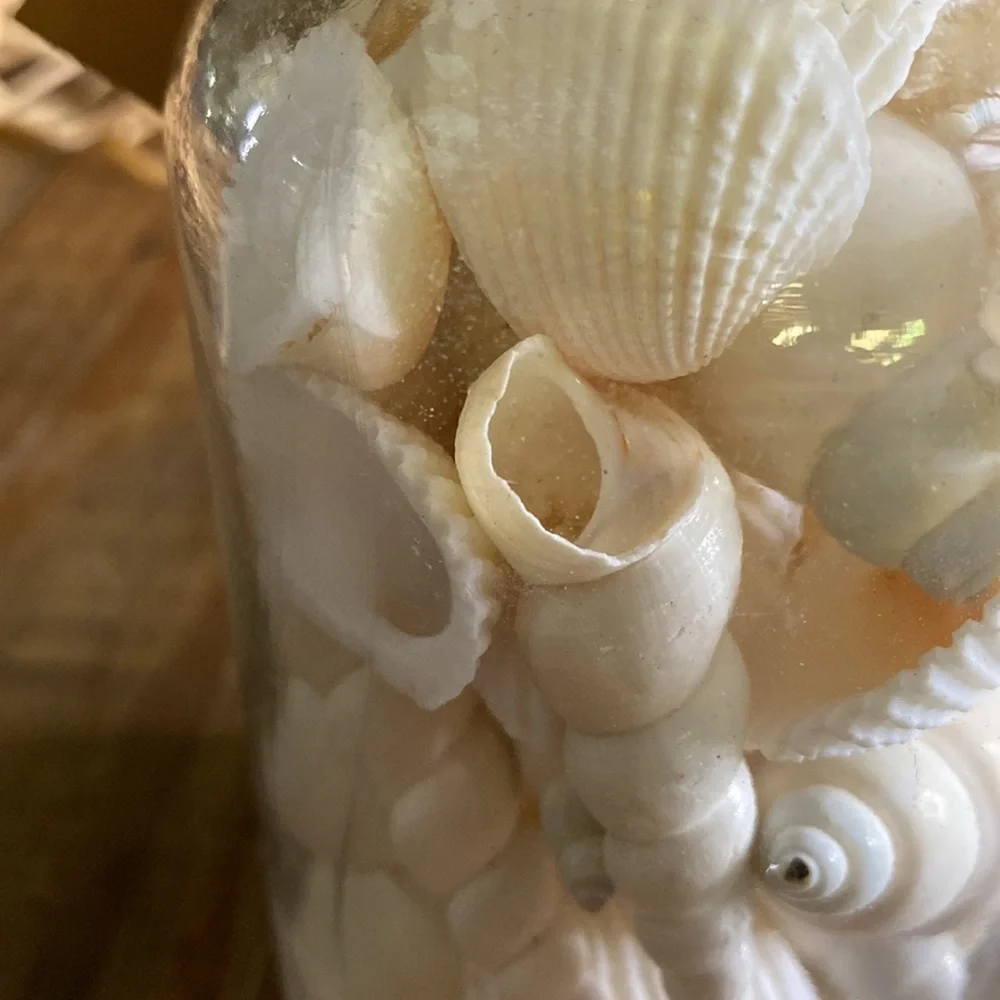 Pottery Barn Sally’s Seashore Seashells “Shells In A Bottle” Vase Filler 🐚 - Picture 8 of 16